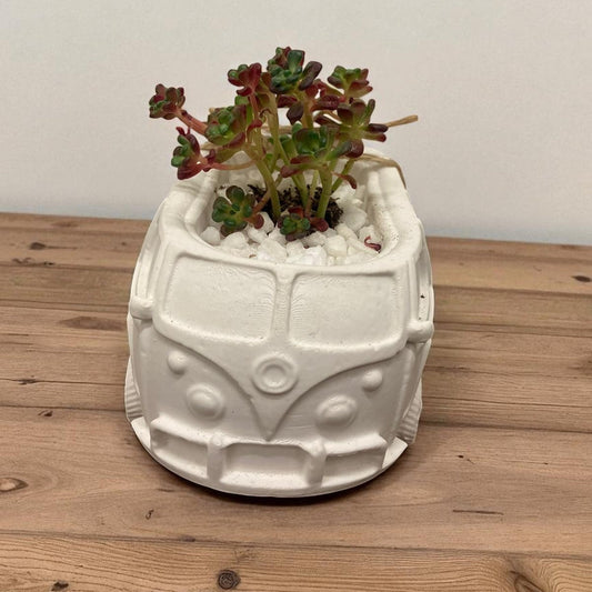 BULLI MIT SUKKULENTE