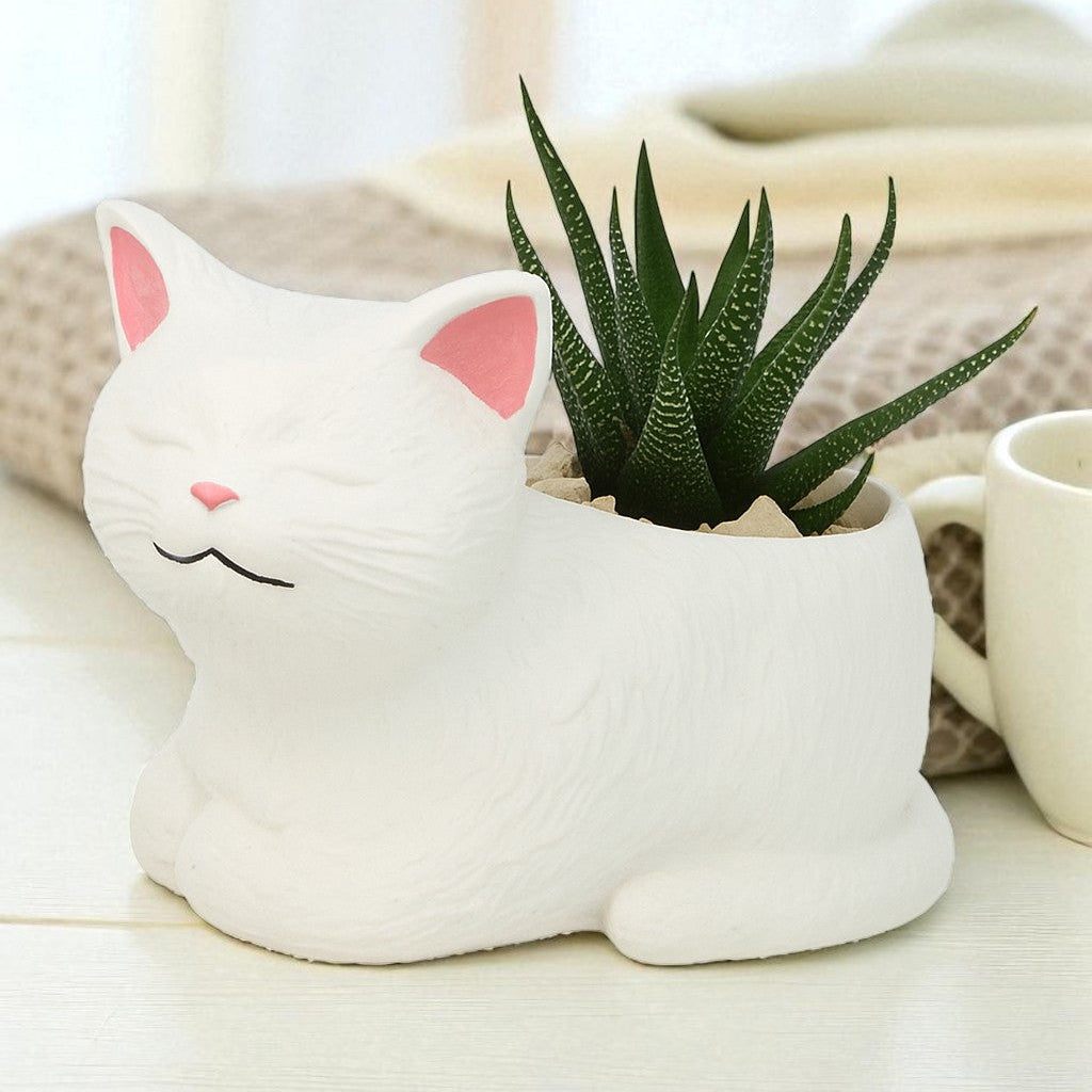 KATZE MIT SUKKULENTE