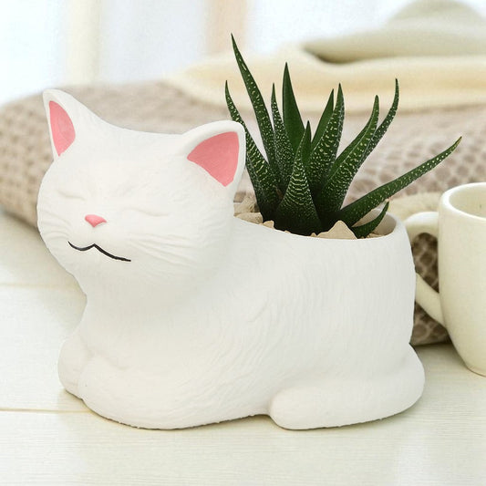 KATZE MIT SUKKULENTE