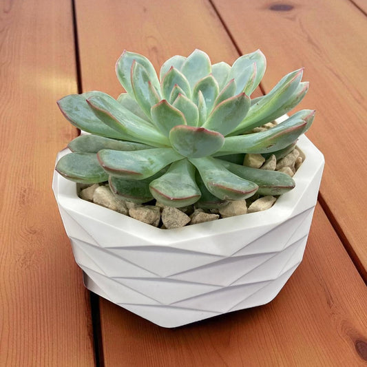 DESIGN-SCHALE "SUKKI"